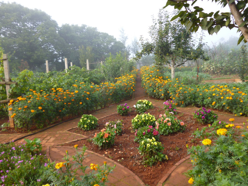 请欣赏生命绿洲世外桃源的田间小路