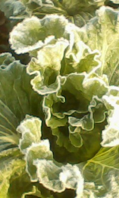 白菜.jpg